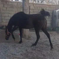 فروشی اسب درجه یک