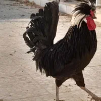 خروس لهستانی مرغ لهستانی مرغ سلطان تخم گذار|حیوانات مزرعه|خمینی‌شهر, |دیوار