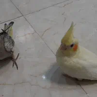 جوجه عروس هلندی