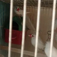 فنچ نرگسی|پرنده|مشهد, زمانه|دیوار