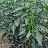 گلخانه سنتی|فروش دفتر صنعتی، کشاورزی، تجاری|فولادشهر, A2|دیوار