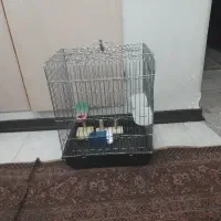 قفس‌طوطی