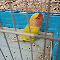 طوطی برزیلی گرفتنی