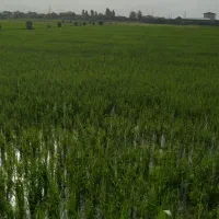 زمین کشاورزی ۲۸۰۰ متر در مناسکلا بابل|فروش زمین و ملک کلنگی|زرگرشهر, |دیوار