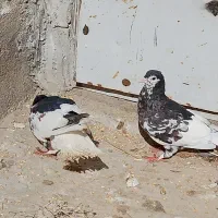 کبوتر شهری|پرنده|شیراز, شهرک قمشه|دیوار