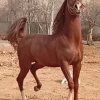 اسب نریان چاپاری روزگاری