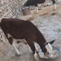 گاو گوساله|حیوانات مزرعه|کوهدشت, |دیوار