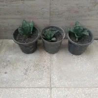 گل‌سانسوریا