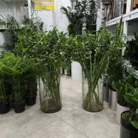 لاکی بامبو جوانه چینی اصل|گل و گیاه طبیعی|بندرعباس, |دیوار