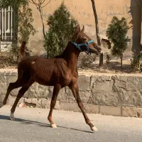 فروش یک راس کره اسب نریان.