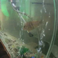 ماهی|ماهی|جهرم, |دیوار