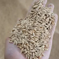 خریدار نقدی جو بذری