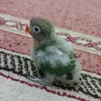 کوتوله سرلاکی|پرنده|مشهد, هدایت|دیوار