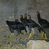 خروس و جوجه لاری|حیوانات مزرعه|خوی, |دیوار