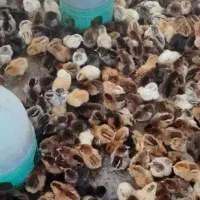 جوجه محلی برای فروش