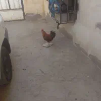 مرغ کرک