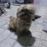 سگ پاکوتاه