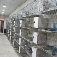 قفس پرون طبقاتی تاشو کارکرده