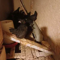 مرغ جوان چهارماهه رسید قیمت ۲۵۰هزارتومان