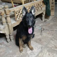 سگ ژرمن شپرد ماده