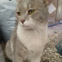 ۲ملیون|گربه|مشهد, ثامن|دیوار