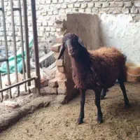 فروش ۸ راس گوسفند نر و ماده همو|حیوانات مزرعه|جلین, |دیوار