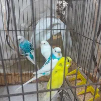 مرغ عشق|پرنده|ابریشم, |دیوار