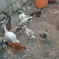 تیله محلی لنده|حیوانات مزرعه|لنده, |دیوار