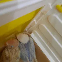 جوجه طوطی برزیلی فیشر اوپلاین|پرنده|گلستان (تهران), |دیوار