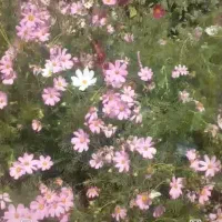 زعفران سوپر قائنات مشهد