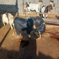 کهره وبره کشتی میش چاق