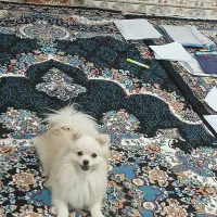 سگ خونگی|سگ|ایرانشهر, |دیوار