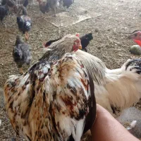 مرغ خروس