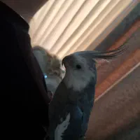 عروس هلندی وایت فیس|پرنده|اهواز, شهرک برق|دیوار