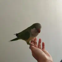 گمشده