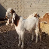 بزغاله نر گلابی|حیوانات مزرعه|خواف, |دیوار