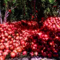 انار درجه یک تا ربی موجوده|خوردنی و آشامیدنی|مرودشت, ژیان|دیوار