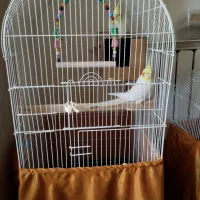 دو عدد عروس هلندی نر و ماده