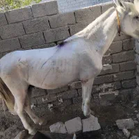 فروشی هست نریان یک شکل سفید یک دست|اسب و تجهیزات اسبسواری|میناب, |دیوار