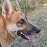 واگذاری ژرمن سگ نگهبان
