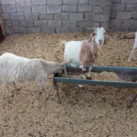 بزابستن|حیوانات مزرعه|رفسنجان, |دیوار