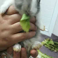 خرگوش زیبا|موش و خرگوش|سبزوار, توحیدشهر|دیوار