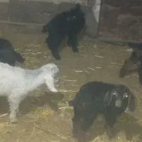 بز و میش|حیوانات مزرعه|سربیشه, |دیوار