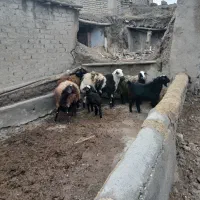 میش بره|حیوانات مزرعه|زرین دشت (همدان), |دیوار