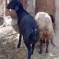 بره نر قیمت کیلویی 650میش جوان چاق400تا500