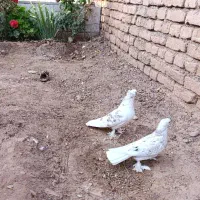 راعبی رواعب دوکت پشت مانند طاووس قناری طوطی باجوجه|پرنده|مشهد, شهید معقول|دیوار