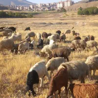 گوسفند و بز نر وماده جهت قصابی