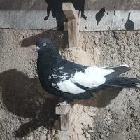 کفتر سینه سیاه