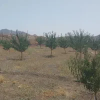 باغ-میوه
