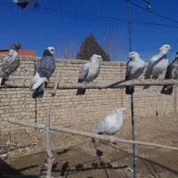 کبوتر|پرنده|معصومیه, |دیوار